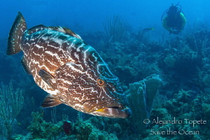 Grouper and Diver, Gardens of the Queen Cuba by Alejandro Topete 